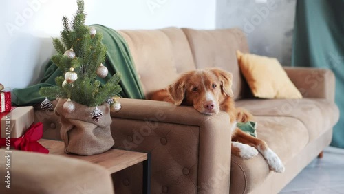 A leisurely Nova Scotia Duck Tolling Retriever lounges on a sofa, by a decorated Christmas tree, embodying the calm of holiday home life photo