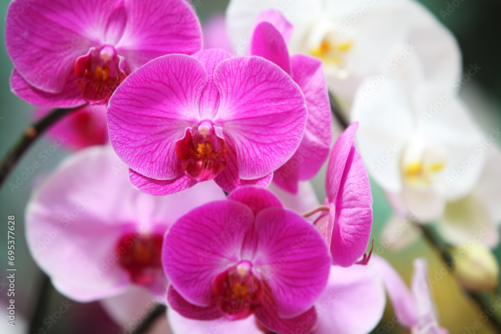 orchid flower orchid flower