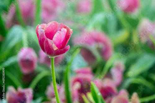 pink tulip in the garden on blurred background