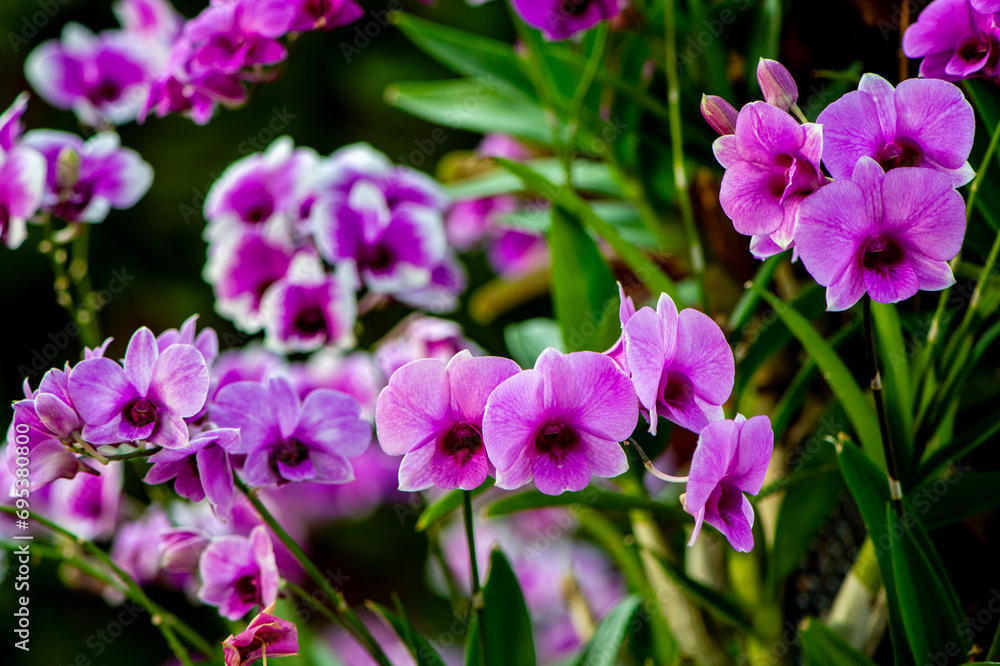beautiful purple orchid in the garden