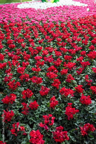 group of red, pink and white cyclamens in the garden