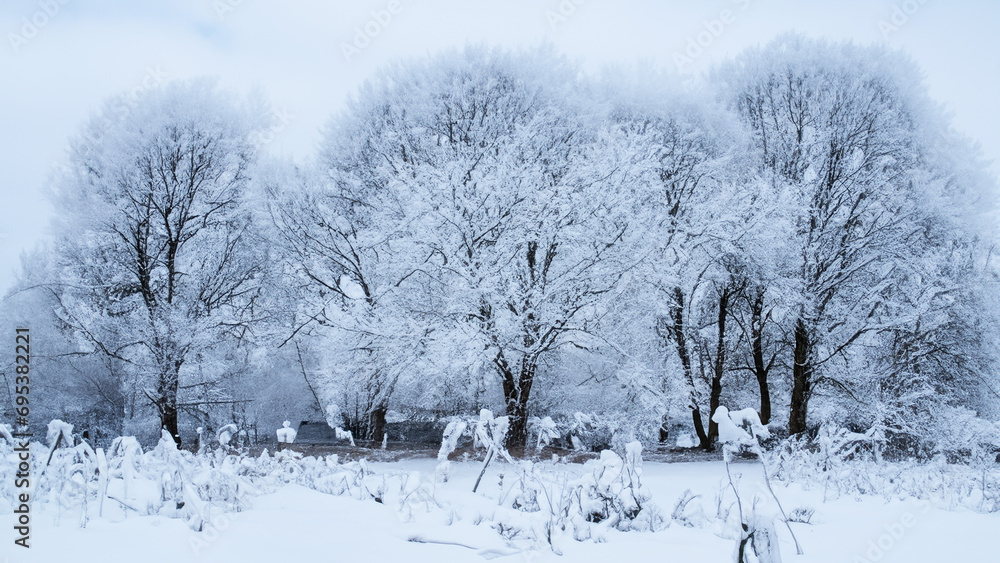 Obraz premium snow covered trees