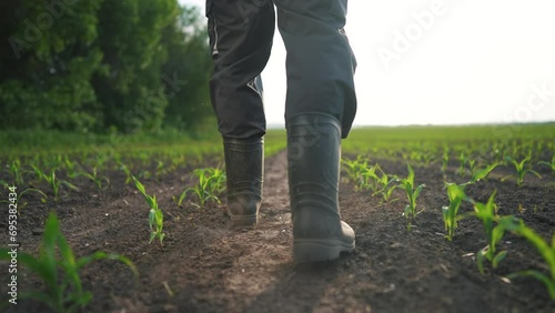 agriculture. man farmer in rubber boots walks along corn sprouts green field lifestyle. agriculture a business concept. farmer worker goes home after harvesting end across a field of corn photo