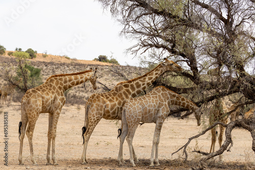 Giraffe  Giraffa camelopardalis giraffa  in the  Kgalagadi Transfrontier Park