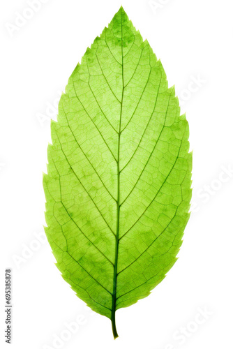 Translucent green leaf on white background