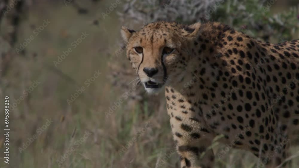 Close up pan of a cheetah (Acinonyx jubatus) walking through the savannah during the morning in Africa. Close up pan of a cheetah (Acinonyx jubatus) walking through the savannah during the morning in Africa.