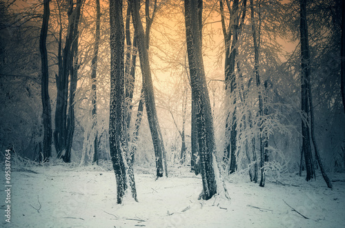 sunset light in winter wood...