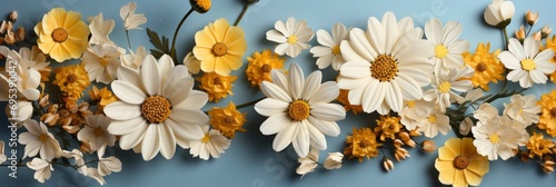 Summer Flower Creative Layout Daisy Cosmos , Banner Image For Website, Background, Desktop Wallpaper