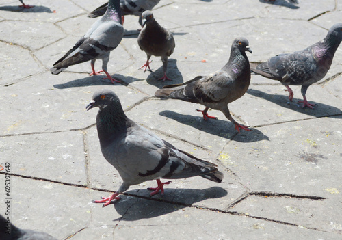 close up pigeons in the street