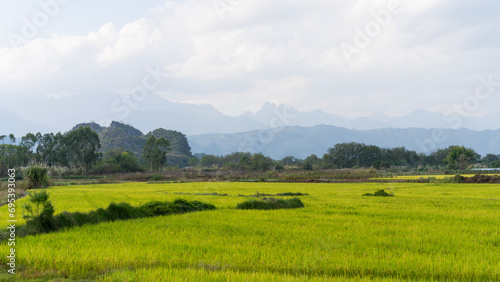 rice field in the mountains