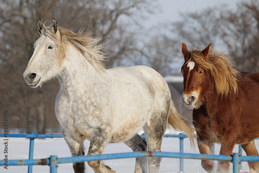 真冬の疾走する牧場の馬 真冬の疾走する牧場の馬