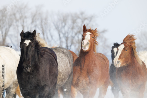 真冬の疾走する牧場の馬 