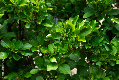 Fondo textura de hojas verdes. Vista de frente y de cerca © Mercedes Fittipaldi