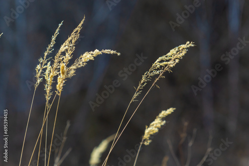 Calamagrostis epigejos bushgrass. Wood small-reed grass in field. Beautiful sunny landscape, summer background photo