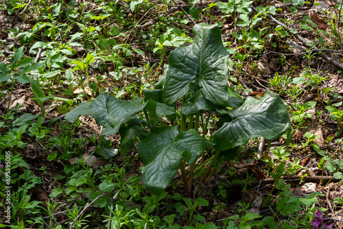 Cuckoopint or Arum maculatum arrow shaped leaf, woodland poisonous plant in family Araceae. arrow shaped leaves. Other names are nakeshead, adder's root, arum, wild arum, arum lily, lords-and-ladies photo
