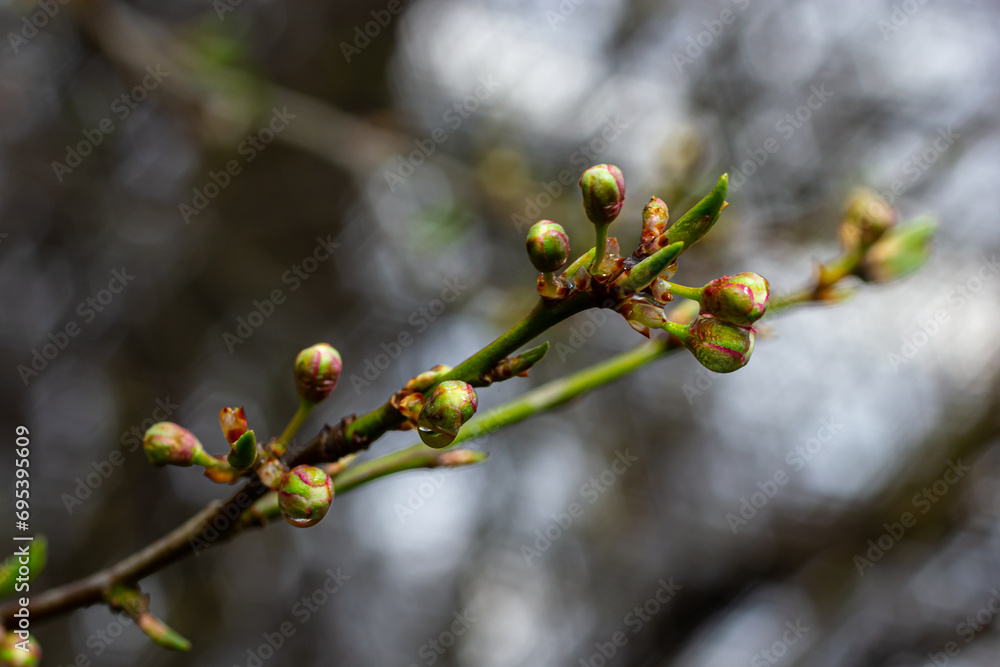 Wooden tree branches with new flower buds in the end with rain drops Wooden tree branches with new flower buds in the end with rain drops