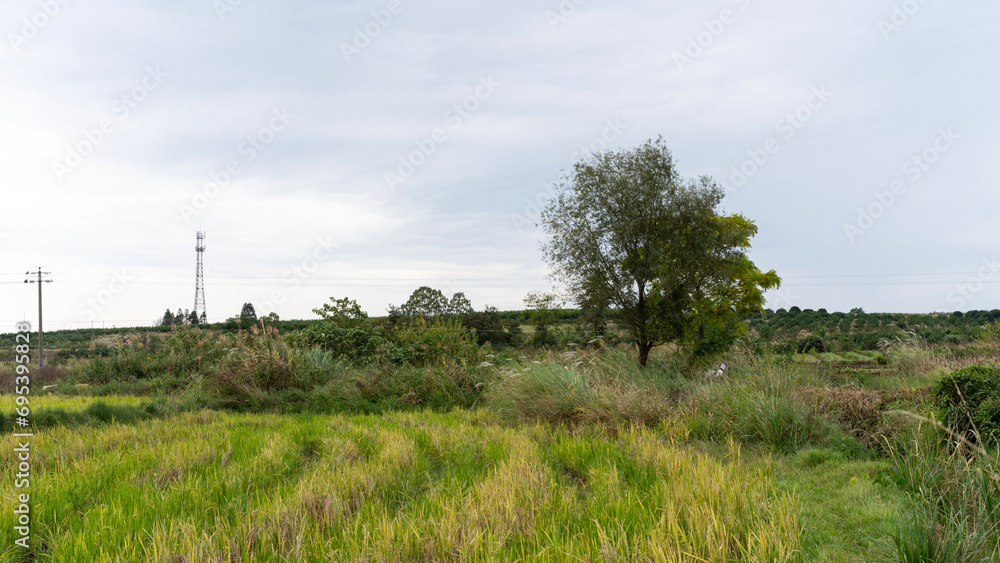landscape with grass and sky landscape with grass and sky