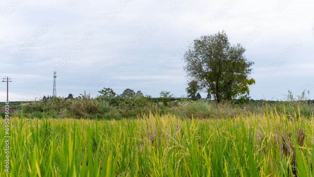 Obraz premium landscape with grass and sky