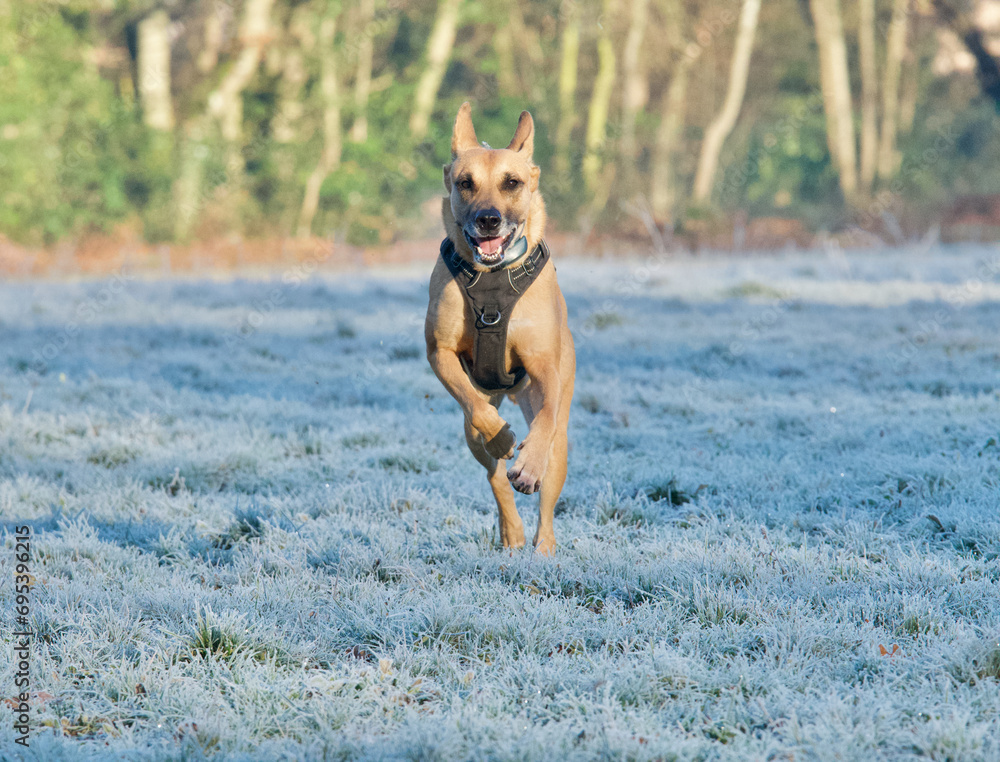 Front view of a beautiful jumping belgian shepherd dog in a frosty field of the Serre woods near Lyon, France on a sunny morning winter.