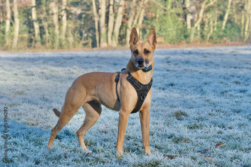 Side view of a strength standing belgian shepherd, looking away on a frosty field of the Serre woods near Lyon, France on a sunny morning winter.