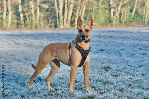Side view of a strength standing belgian shepherd  looking away on a frosty field of the Serre woods near Lyon  France on a sunny morning winter.