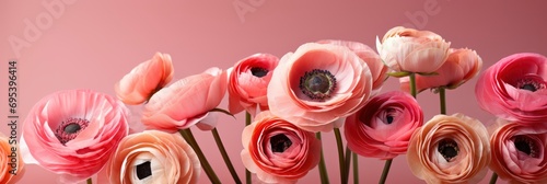Ranunculus Flowers Over Pink Background Day , Banner Image For Website, Background, Desktop Wallpaper