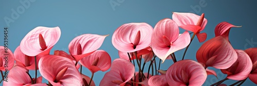 Red Anthurium Flowers Close Tailflower Flamingo , Banner Image For Website, Background, Desktop Wallpaper