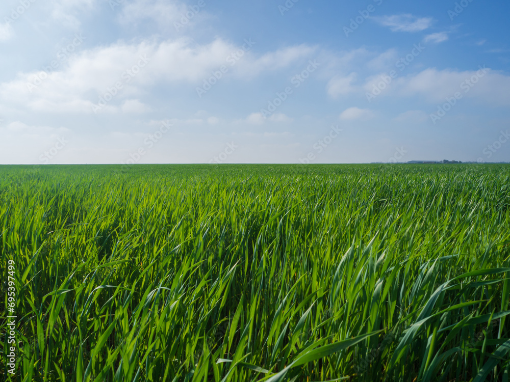 A field with green grass under a summer sky with small clouds. Close-up of wheat sprouts in a field against the sky A field with green grass under a summer sky with small clouds. Close-up of wheat sprouts in a field against the sky