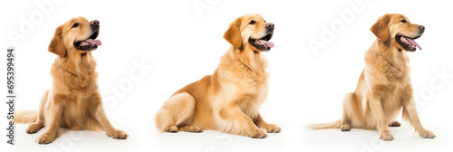 golden retriever sitting in three different positions, AI Generative.