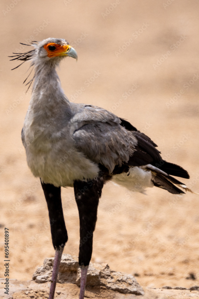 Secretary bird in (Sagittarius serpentarius) the Kgalagadi Transfrontier Park Secretary bird in (Sagittarius serpentarius) the Kgalagadi Transfrontier Park