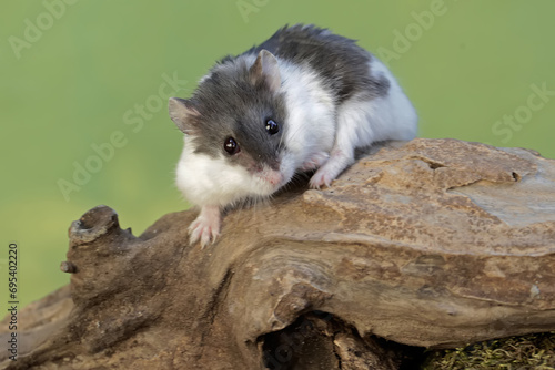 A Campbell panda hamster is hunting for termites in a rotting tree trunk. This rodent mammal has the scientific name Phodopus campbelli.