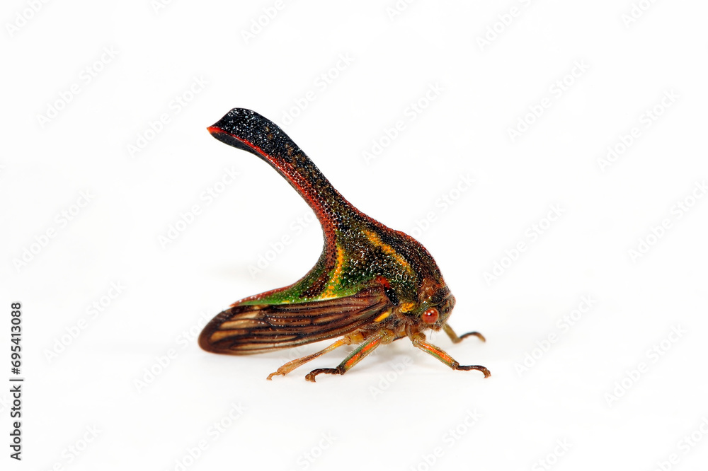 Dornzikade // Thorn Bug (Umbonia crassicornis) - Südamerika - obrazy, fototapety, plakaty 