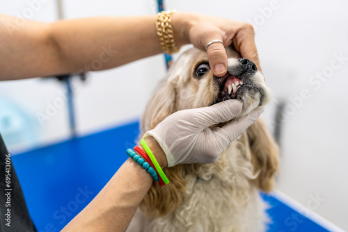 Faceless woman groomer checking American cocker spaniel teeth in grooming salon photo
