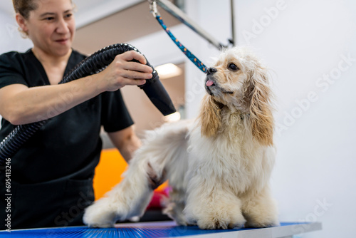 Female groomer drying American cocker spaniel with pet hair dryer grooming in salon photo