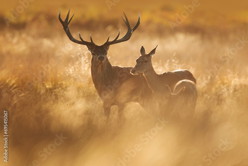 Deer Family among golden reeds in Autumn in the United Kingdom photo