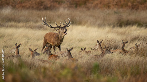Red Deer bellowing among does and reeds in Autumn in the United Kingdom photo