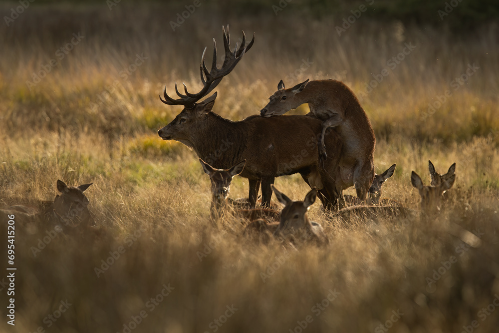 © ADDICTIVE STOCK - Stag Amidst Its Herd in Twilight in the United Kingdom
