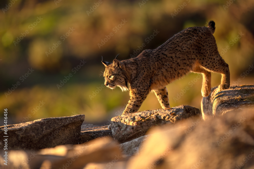 Prowling Iberian Lynx prowling on rocky terrain at Sunset Prowling Iberian Lynx prowling on rocky terrain at Sunset