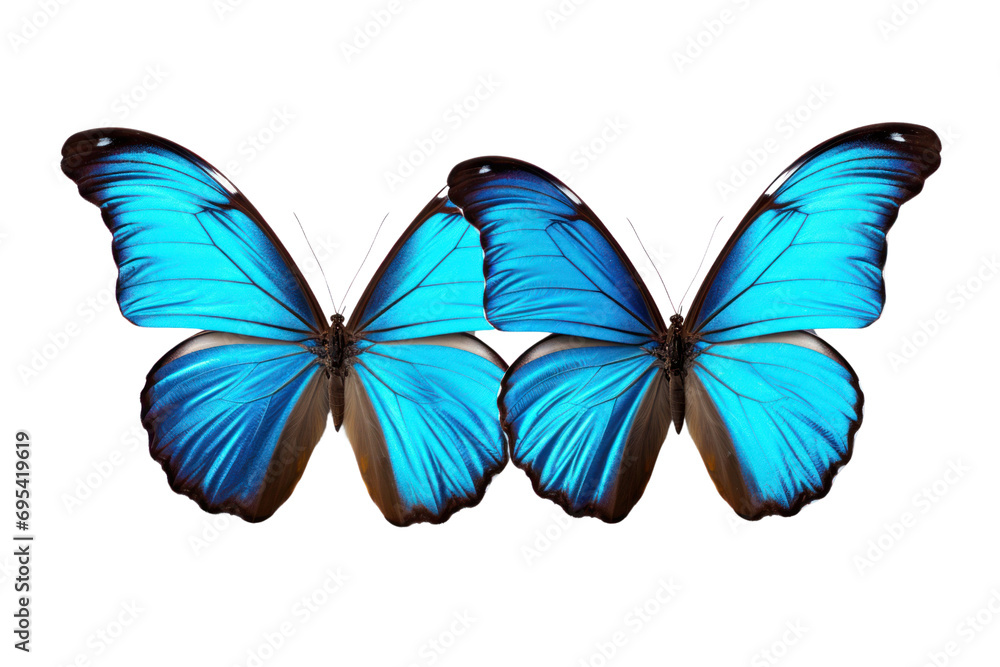 Blue tropical butterfly on a transparent background. Isolated. Blue tropical butterfly on a transparent background. Isolated.