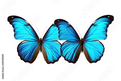 Blue tropical butterfly on a transparent background. Isolated.
