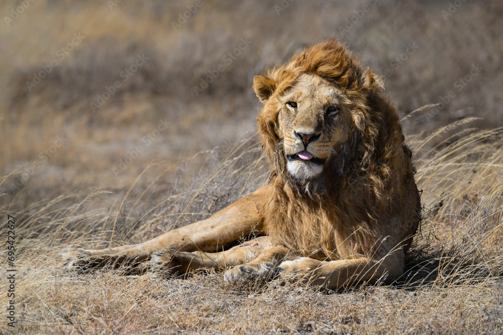 Male lion resting on dry grass in savannah of Tanzania. closeup portrait Male lion resting on dry grass in savannah of Tanzania. closeup portrait