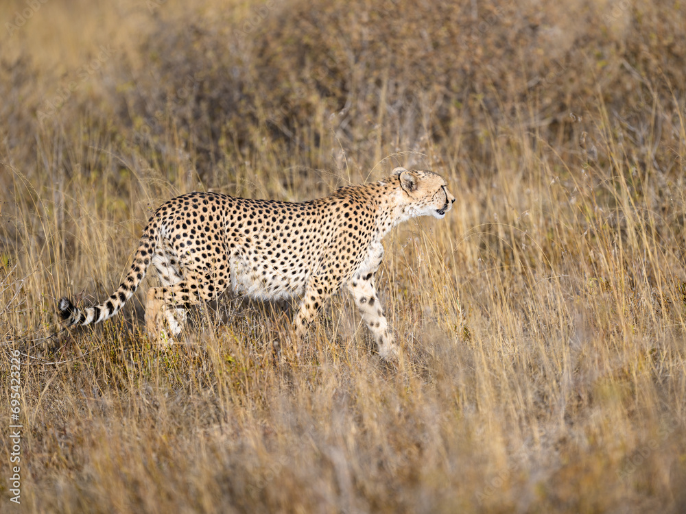 Cheetah walking in dry grass in savannah of Tanzania, portrait Cheetah walking in dry grass in savannah of Tanzania, portrait