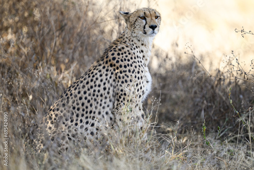 Cheetah sitting in dry grass in savannah of Tanzania, portrait