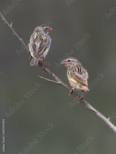 Red-billed Queleas on tree branch against gray background 