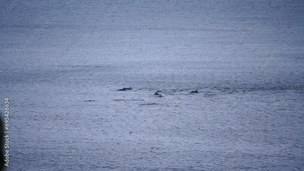 Dolphins in open sea perform jumps, swim, catch fish. Capturing dolphins in natural habitat. Dolphins in open sea perform jumps, swim, catch fish. Capturing dolphins in natural habitat.