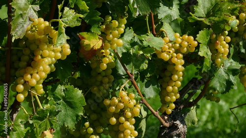 Fotografie bunch of grapes on vine