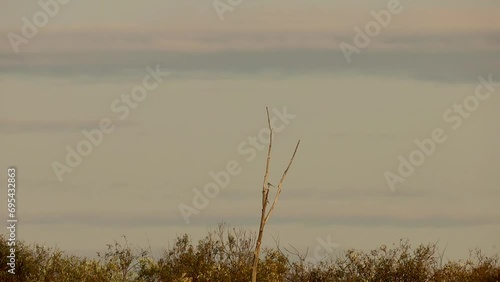 birds are sitting on a dry tree photo