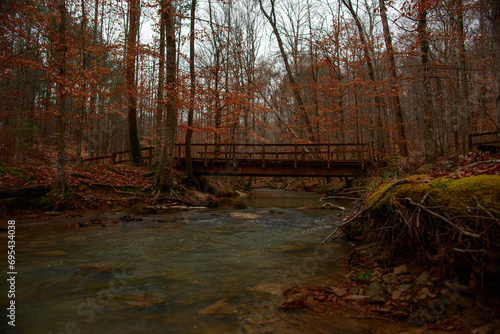 autumn in the forest