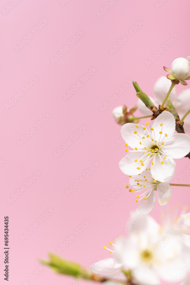 Beautiful spring flowers bloom on pink background.