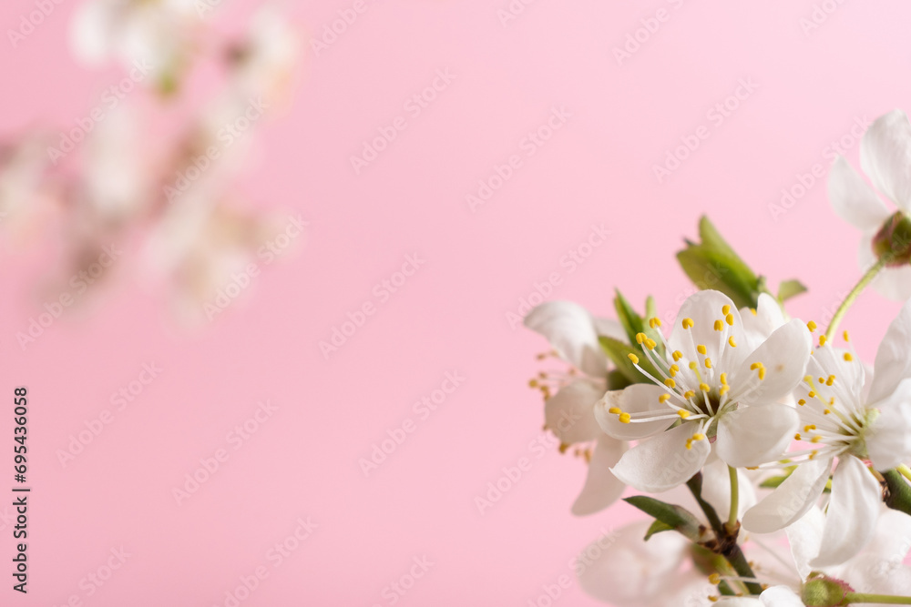 Beautiful spring flowers bloom on pink background.